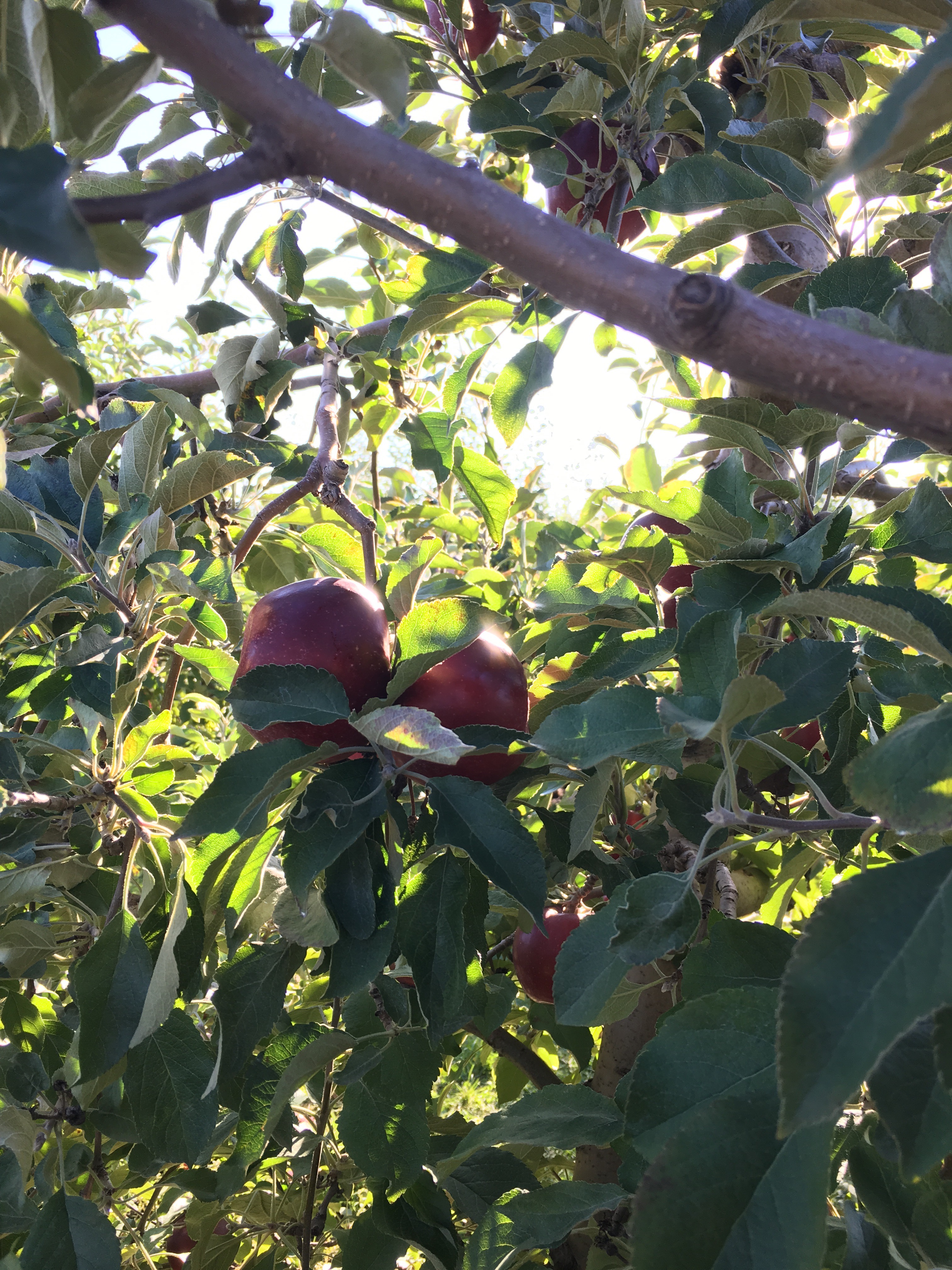 Sugar Free Cider Apple Butter Sugar Free Cider Apple Butter